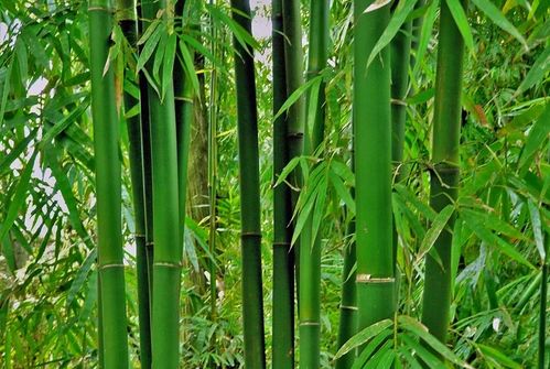 成都竹子开花，错过再等60年