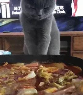 火锅旁的悲剧，小猫的离世