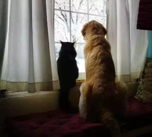 网红猫悟空死亡之谜，真相背后令人唏嘘