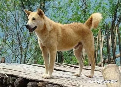 多地解除禁令，中华田园犬迎来新生