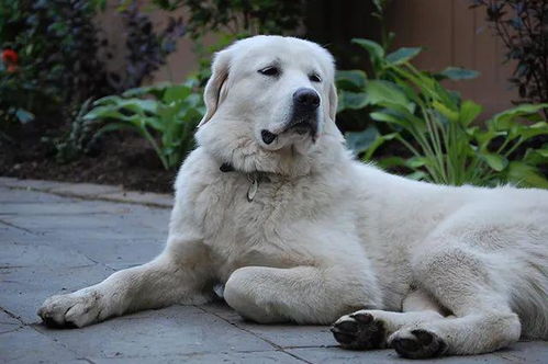 多地宣布对中华田园犬解除禁养，人性化政策助力和谐共处